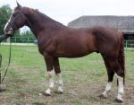 HAMADEUS 13 743 T, 2006, aretaja Hillar Kald